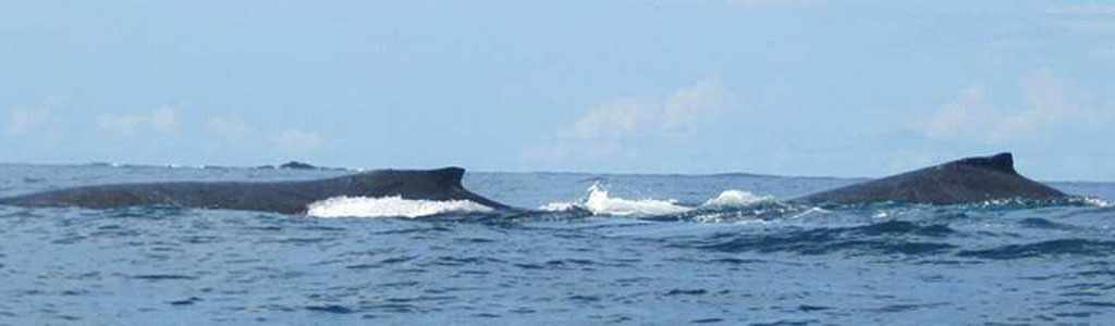 Whale Watching Gulf of Chiriqui + Island Beach Break