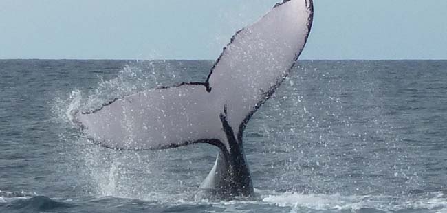 Gulf of Chiriqui Sea Kayaking & Whale Watching