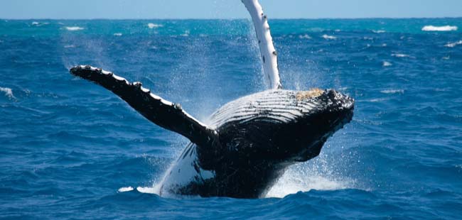 Whale Watching Gulf of Chiriqui + Island Beach Break