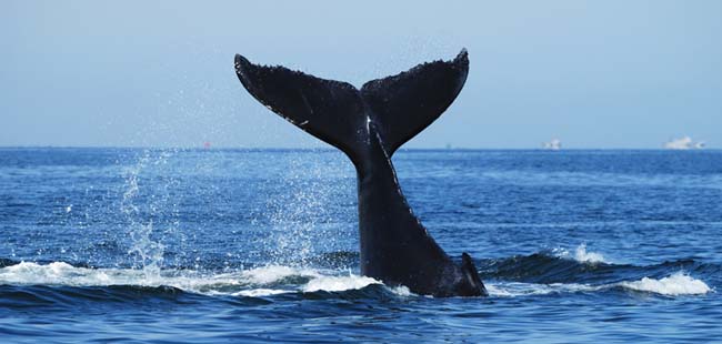 Gulf of Chiriqui Sea Kayaking & Whale Watching