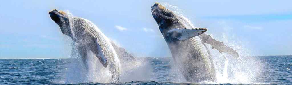 Pearl Islands Whale Watching