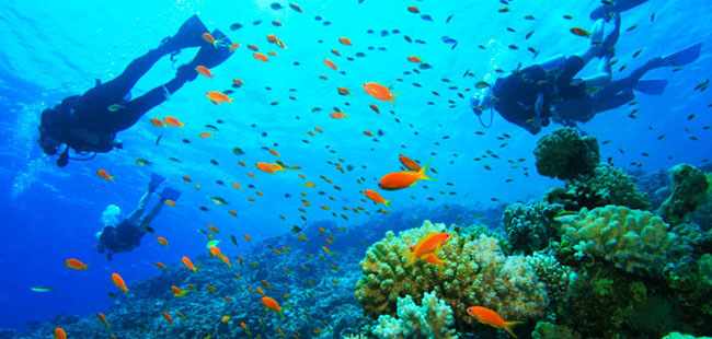 Caribbean Scuba & Private Island