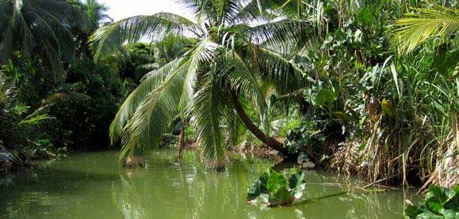 Cloud Forest & Coffee Jeep Safari