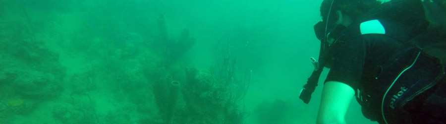1 Tank Scuba Dive Bocas Del Toro 3