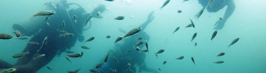 2 Tank Scuba Dive Bocas Del Toro 4