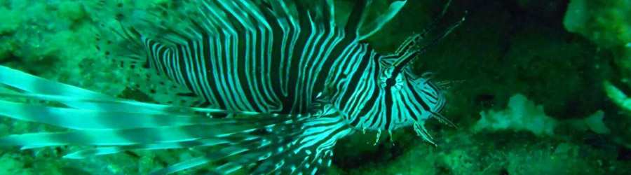 2 Tank Scuba Dive Bocas Del Toro 8