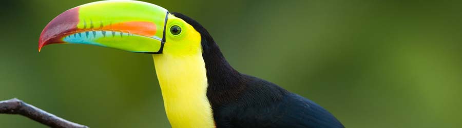 Bird Watching Metropolitan Natural Park 1