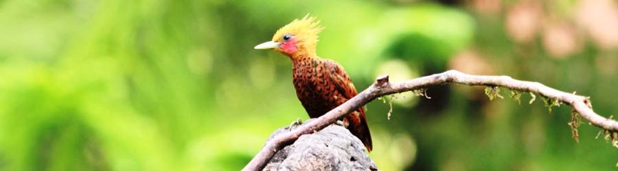 Bird Watching Metropolitan Natural Park 5
