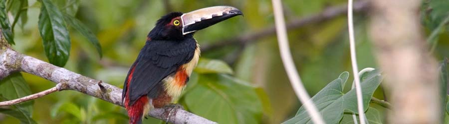 Bird Watching Metropolitan Natural Park 6