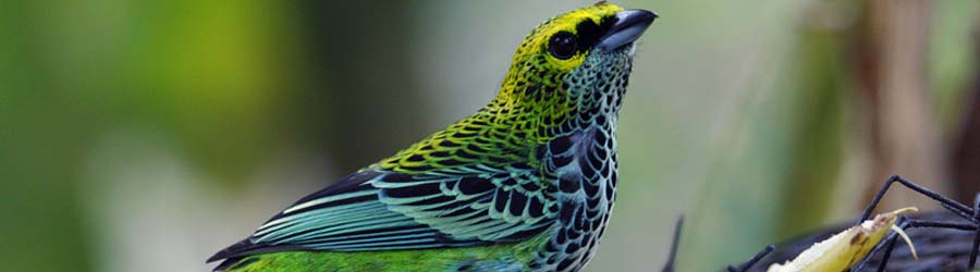 Bird Watching Metropolitan Natural Park 7