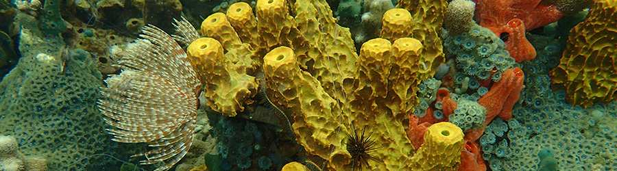 Starfish Beach Catamaran Snorkeling Tour 7