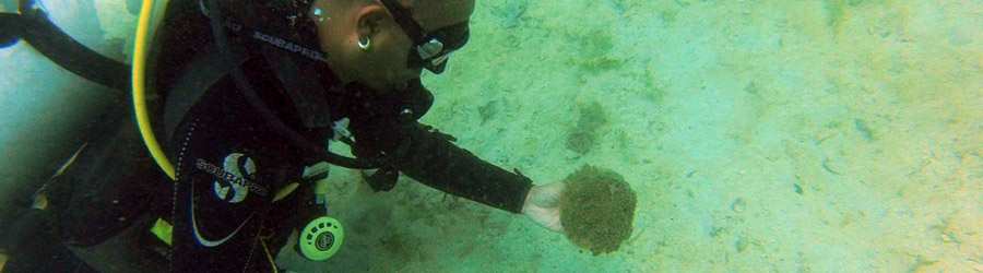 Bocas del Toro Discover Scuba 3