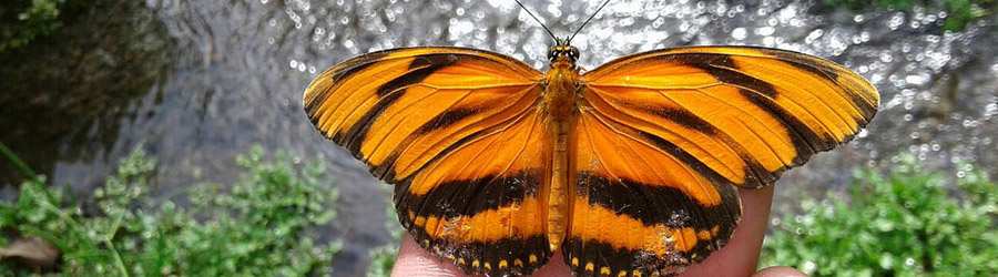 Boquete Birdwatching 4