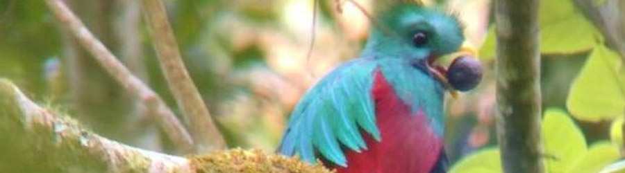 Boquete Birdwatching 5