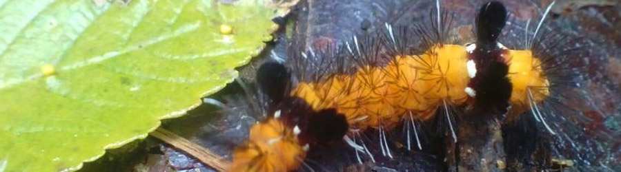 Boquete Birdwatching 7