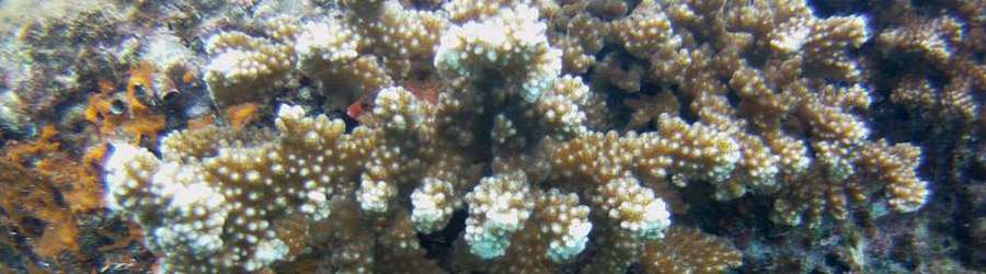 Caribbean 2 Tank Scuba 2