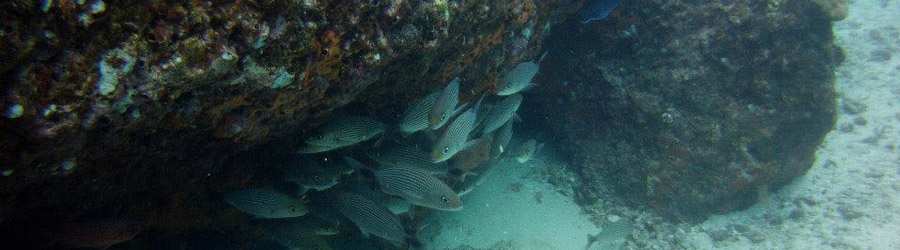 Caribbean 2 Tank Scuba 3