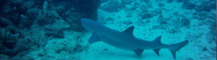 Caribbean 2 Tank Scuba 5