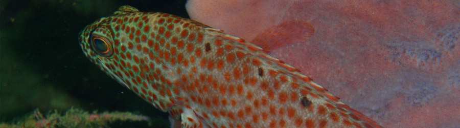 Caribbean 2 Tank Scuba 6