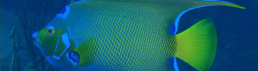 Caribbean 2 Tank Scuba 7