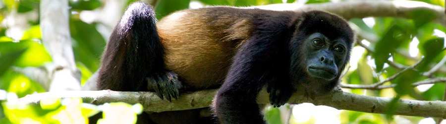 Cloud Forest Safari & Wildlife Tour 2