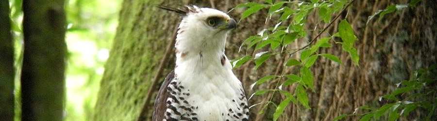 Cloud Forest Safari & Wildlife Tour 4