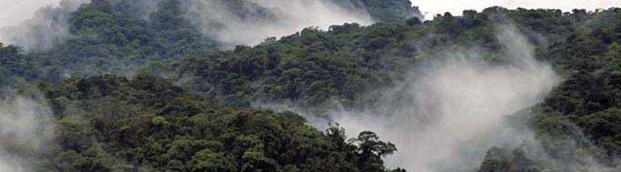 Cloud Forest & Coffee Jeep Safari 3