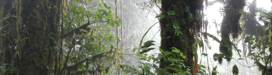 Cloud Forest & Coffee Jeep Safari 5