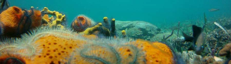 Deep Boarding Snorkeling Tour 8