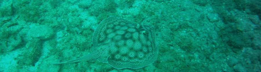 Discover Scuba Resort Course 4