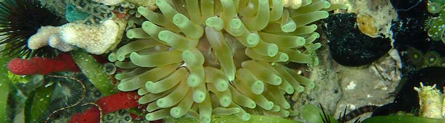 Dolphin Bay Catamaran Snorkeling Tour 2