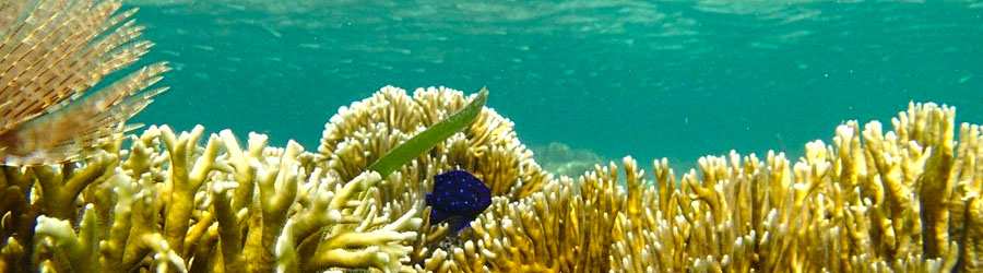 Dolphin Bay Catamaran Snorkeling Tour 3