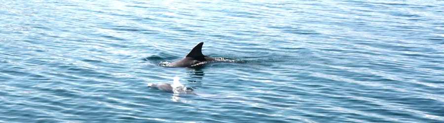 Dolphin Bay Catamaran Snorkeling Tour 6