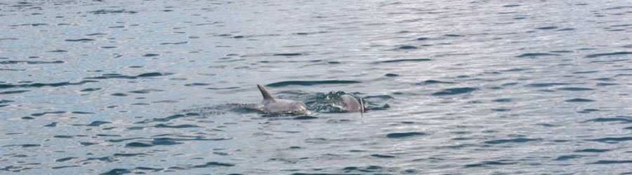 Dolphin Bay Catamaran Snorkeling Tour 8