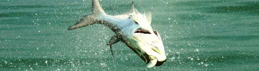 Gulf of Chiriqui Inshore Fishing 7