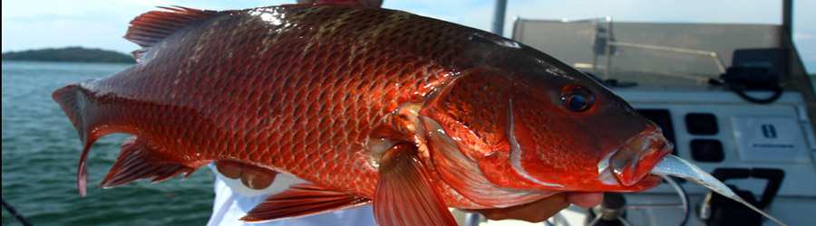 Gulf of Chiriqui Offshore Deep Sea Fishing 7