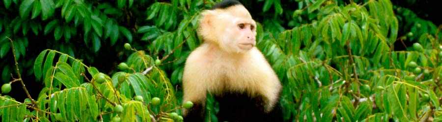 Monkey Island Tour 1