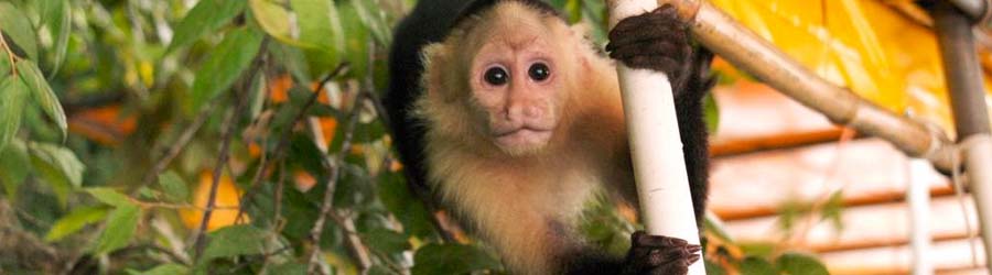 Monkey Island Tour 2