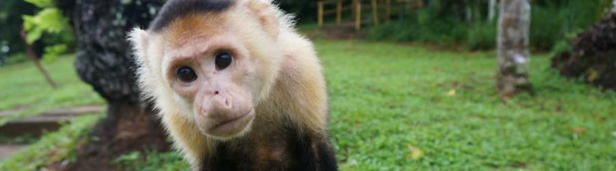 Monkey Island Tour 3