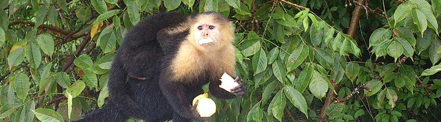 Monkey Island Tour 5