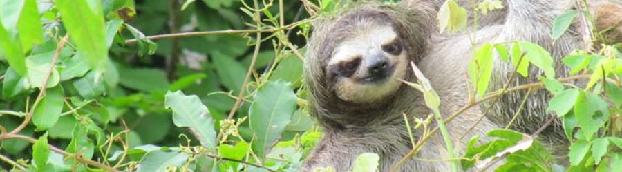 Monkey Island Tour 7