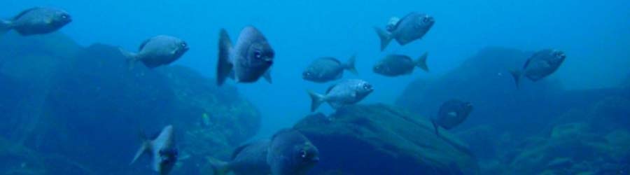 PADI Open Water Diver Course Bocas Del Toro 3