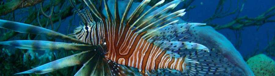 PADI Open Water Diver Course Bocas Del Toro 7