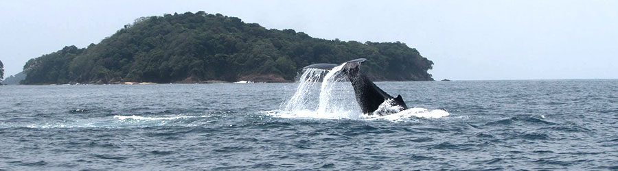 Panama City Boat Rentals - 27' Proline 8