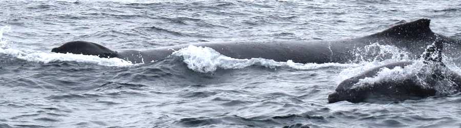 Panama Whale Watching Private Charters 1