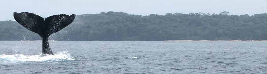 Panama Whale Watching Private Charters 2