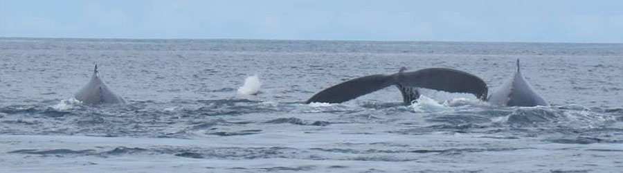 Panama Whale Watching Private Charters 6