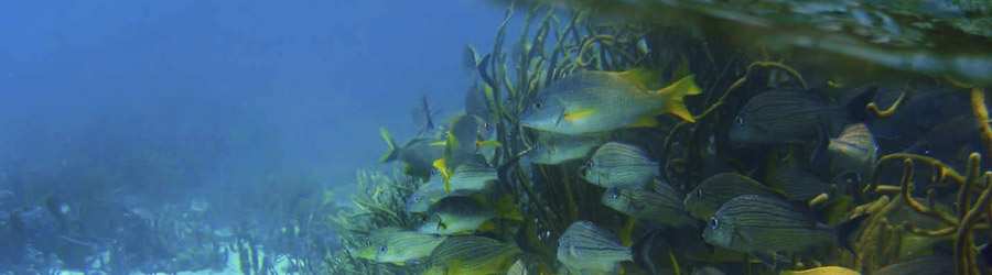 Snorkeling and Zip-line Caribbean Adventure 2