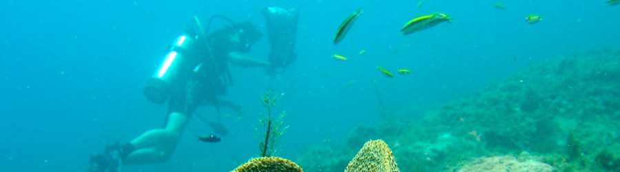 Tiger Rock Scuba Diving - Full Day Excursion 5