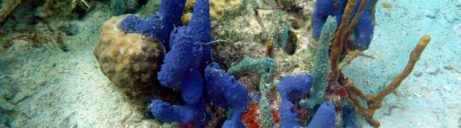Tiger Rock Scuba Diving - Full Day Excursion 8